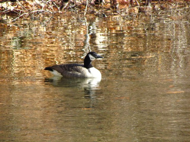 submitted by Ed Sick