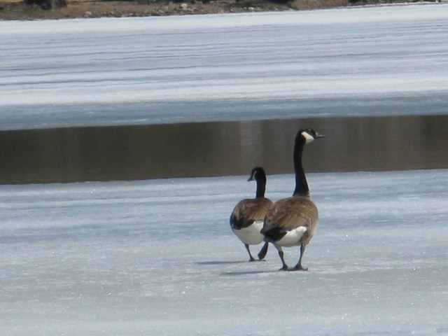 Geese in the early spring, submitted by Jean Maess